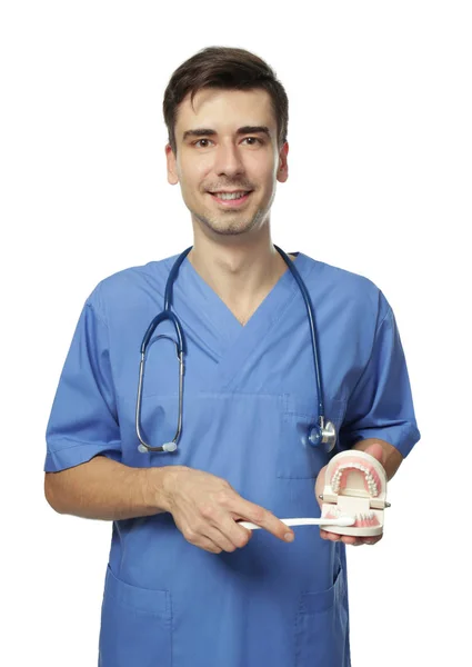 Joven dentista guapo con modelo de mandíbula y cepillo de dientes sobre fondo blanco — Foto de Stock