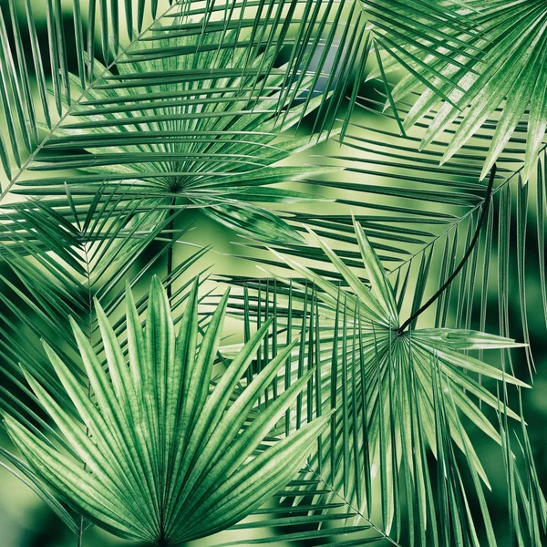 Folhas tropicais verdes — Fotografia de Stock