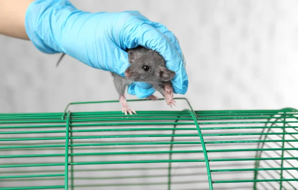 Hand eines Wissenschaftlers mit süßer Ratte im Labor — Stockfoto