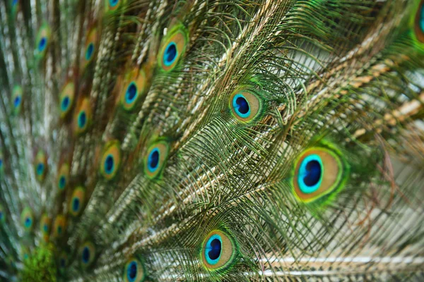 Cauda colorida de pavão — Fotografia de Stock