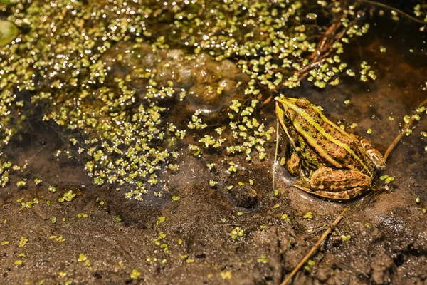 Sapo-verde — Fotografia de Stock