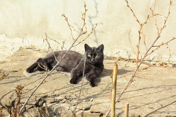 Черный милый кот — стоковое фото