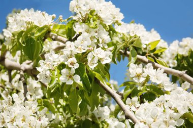 Çiçek açan ağacın 