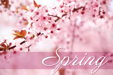 Word bahar ve çiçek açan ağaç 