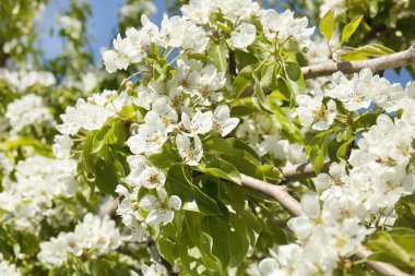 Çiçek açan ağacın 