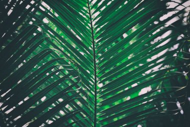 yeşil tropik yapraklar