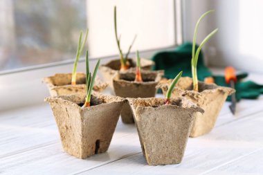 Pencere üzerinde bitki ekimi 