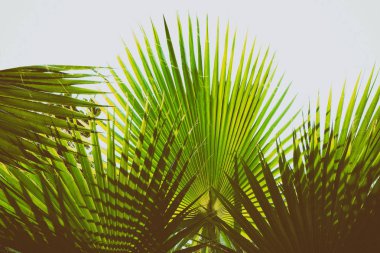 Açık renkli tropikal yapraklar