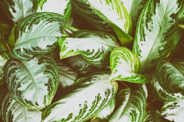 yeşil tropik yapraklar