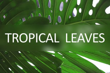 Metin tropikal yaprak  