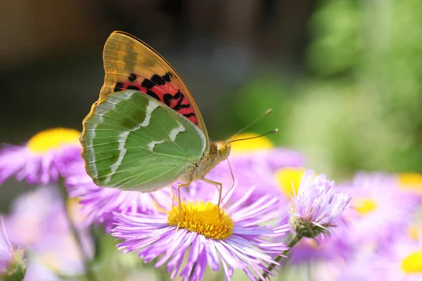 Hermosa mariposa en una flor —  Fotos de Stock