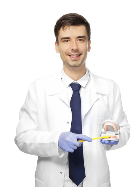 Handsome young dentist with jaw model and toothbrush on white background — Stock Photo, Image