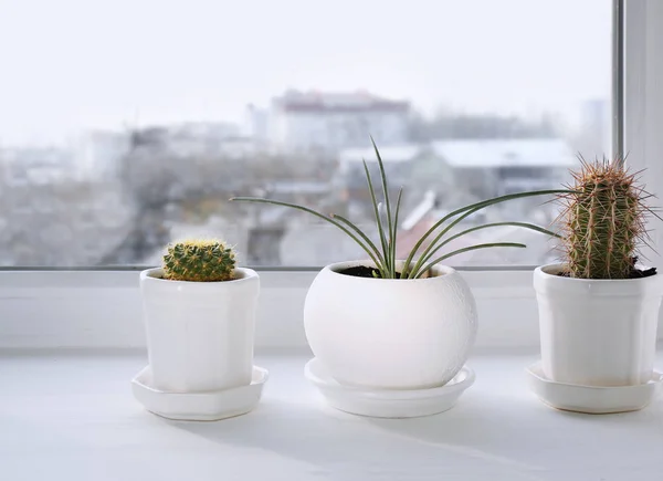 Planten in potten op de vensterbank — Stockfoto