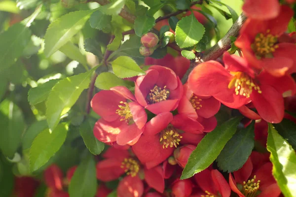 Ramo d'albero con fiori in fiore — Foto Stock