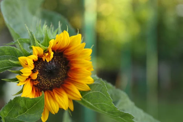 Hermoso girasol en el jardín — Foto de Stock