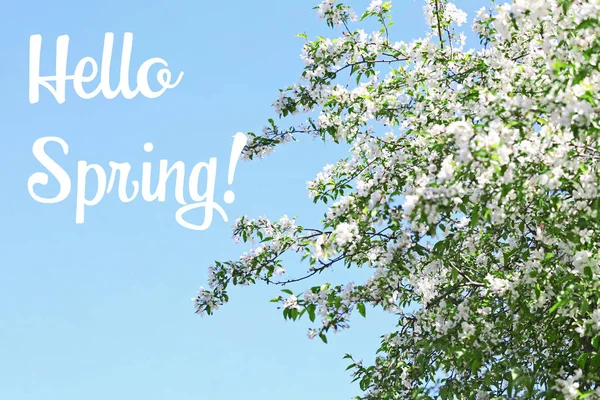 Text Ahoj jaro a kvetoucí strom — Stock fotografie