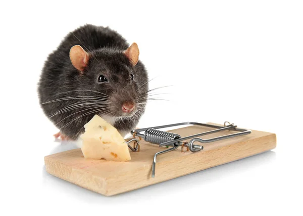 大鼠和芝士的捕鼠器 — 图库照片