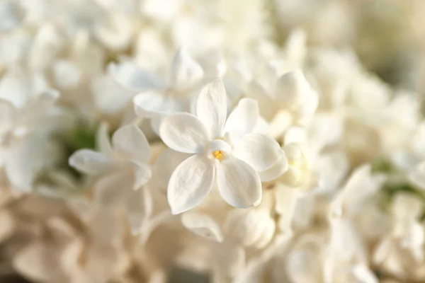 Beautiful lilac flowers — 스톡 사진