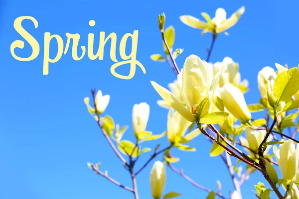 Word SPRING and blooming tree — Stock Photo, Image