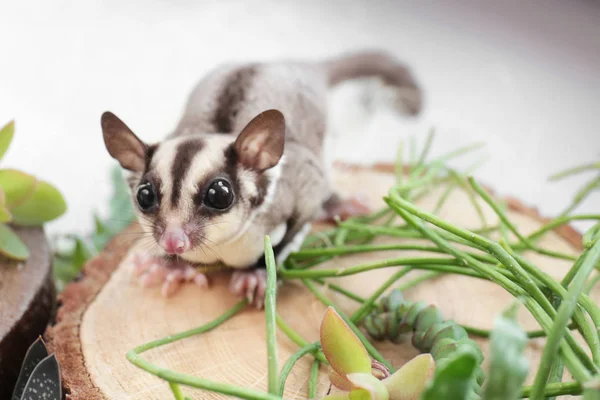 Cute funny sugar glider — Stock Photo, Image