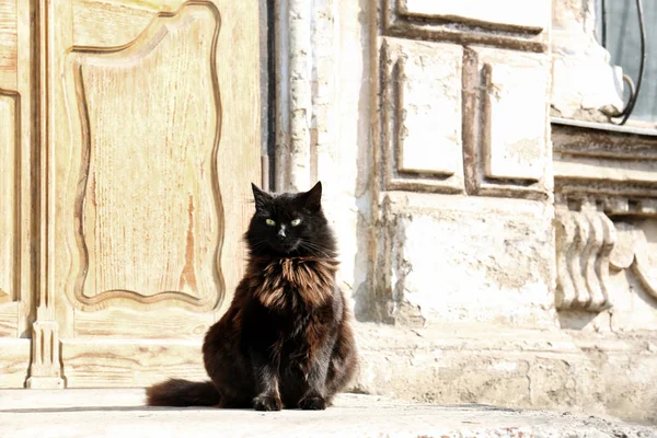 Katze sitzt neben Tür — Stockfoto