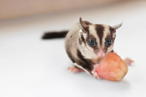 Cute sugar glider eating grape — Stock Photo, Image