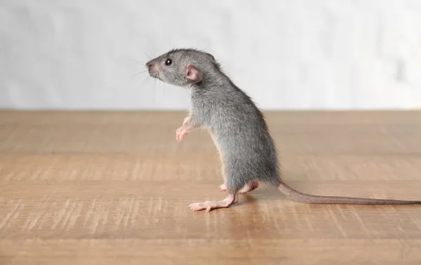 Carino divertente ratto — Foto Stock