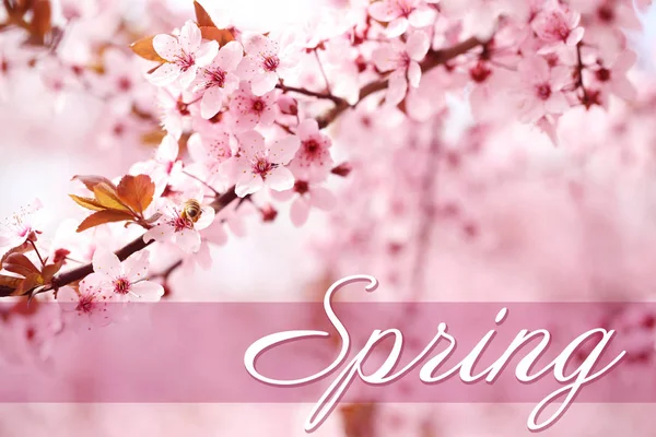 Slovo jaro a kvetoucí strom — Stock fotografie
