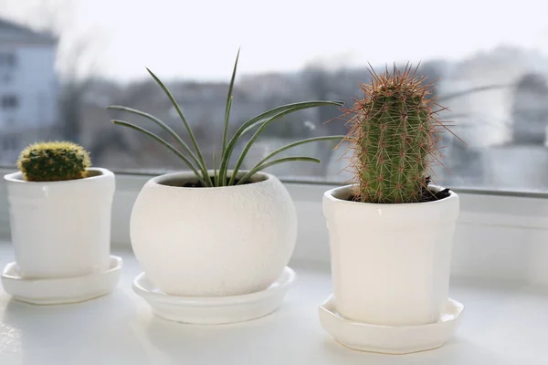 Pflanzen in Töpfen auf der Fensterbank — Stockfoto