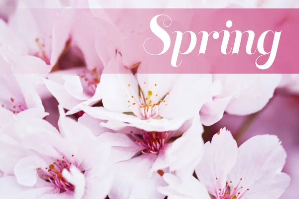 Wiosna i kwitnące drzewo gałąź programu Word, — Zdjęcie stockowe