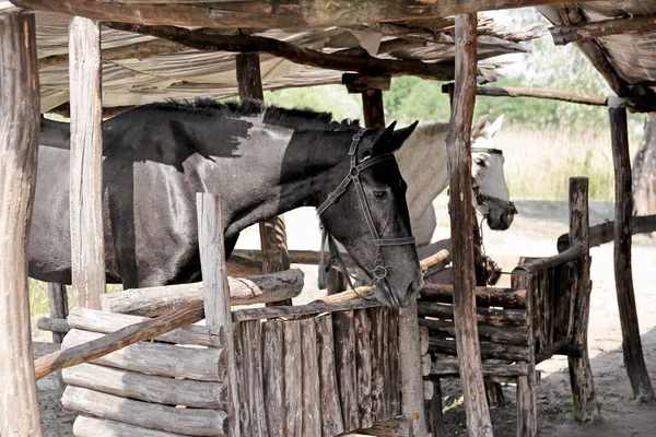 Fekete ló istálló — Stock Fotó