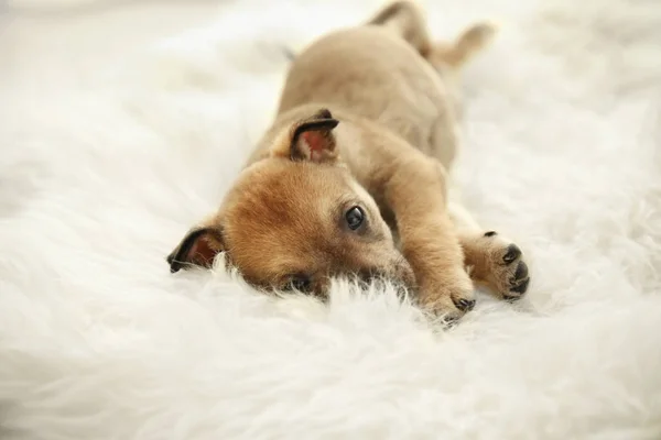 Cute little puppy lying on fluffy rug — Stock Photo, Image