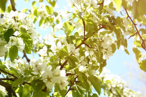 Çiçek açan ağacın 