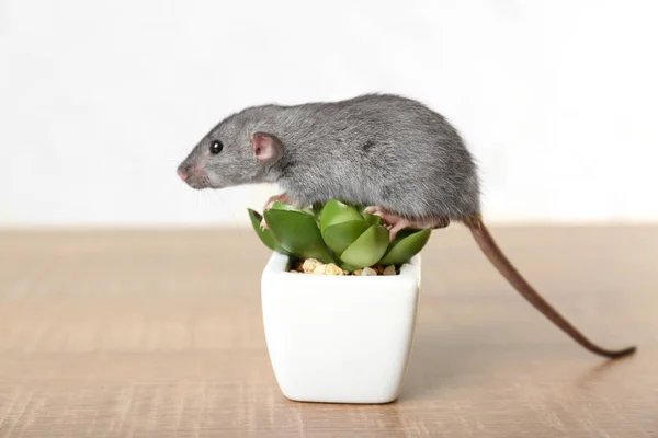 귀여운 재미 있는 쥐 — 스톡 사진