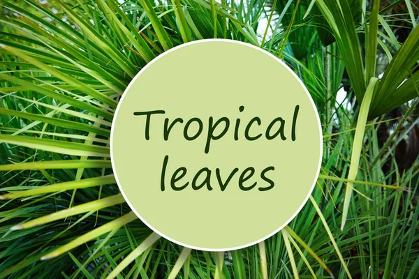Text tropiska löv — Stockfoto