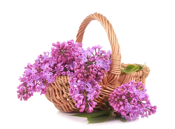 Beautiful lilac flowers — Stock Photo, Image