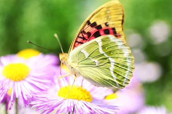 Bela borboleta em uma flor — Fotografia de Stock