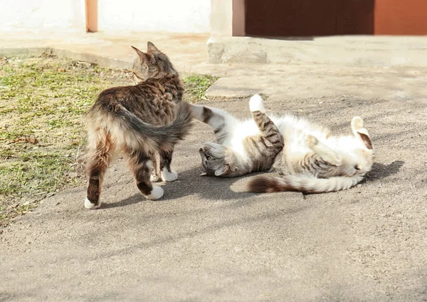 Niedliche Katzen auf der Straße — Stockfoto