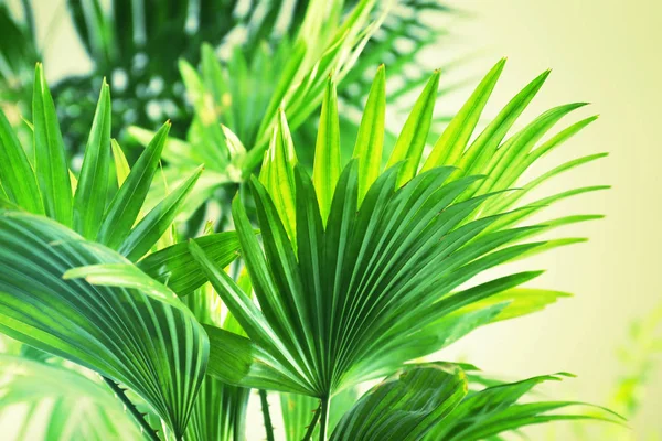Zielone liście tropikalne — Zdjęcie stockowe