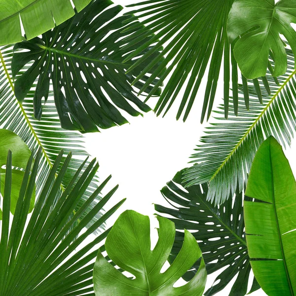 Tropical leaves on white — Stock Photo, Image