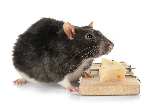 Rat and mousetrap with cheese Royalty Free Stock Photos