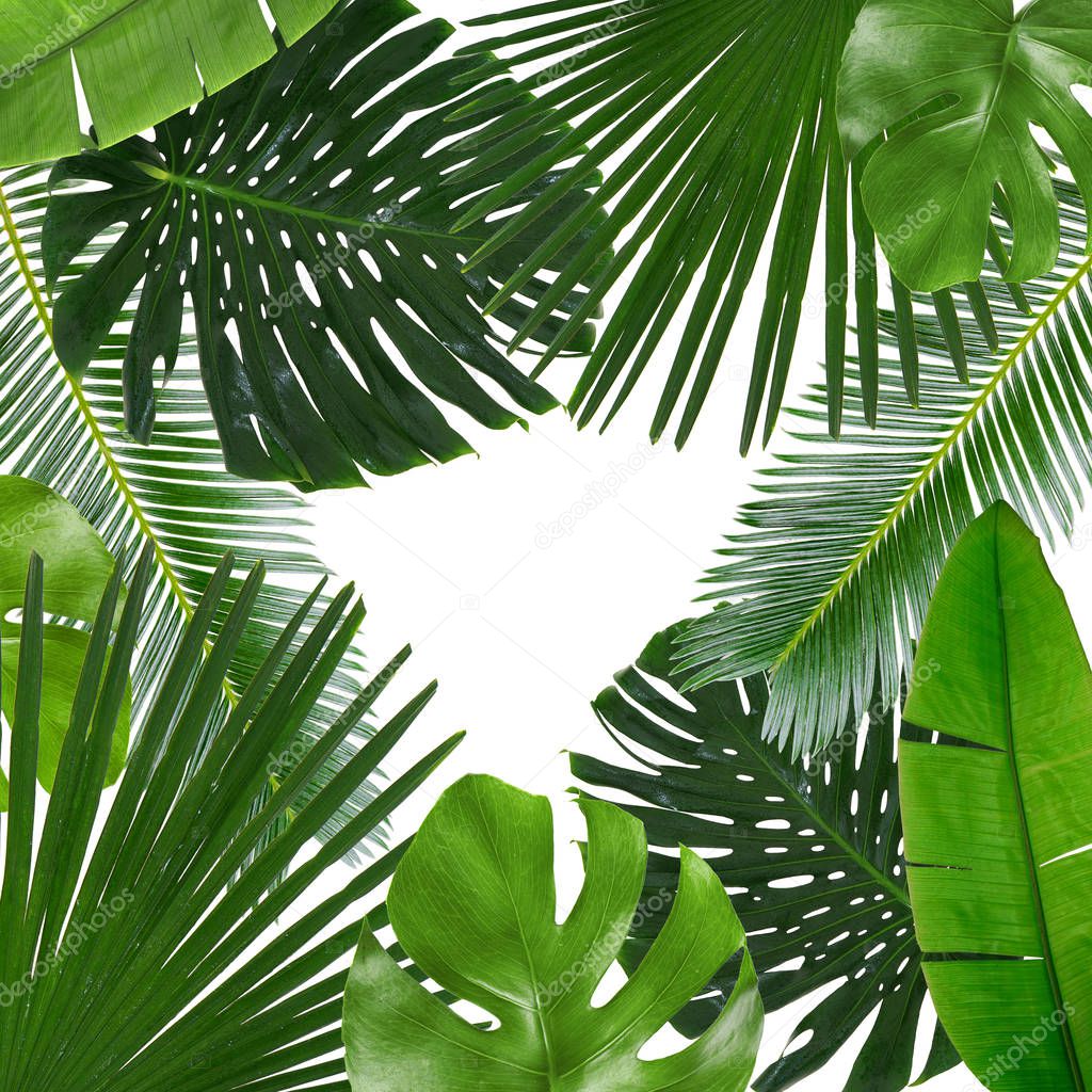 Tropical leaves on white  