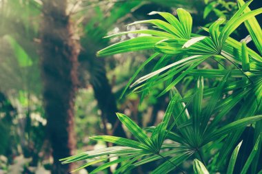 yeşil tropik yapraklar