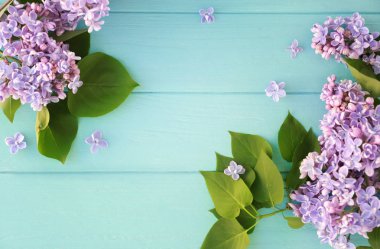 Eflatun çiçekler çok güzel