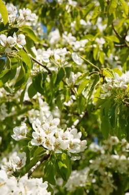 Ağaç dalı ile çiçek açan çiçekler