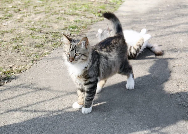 Niedliche Katzen beim Spielen — Stockfoto