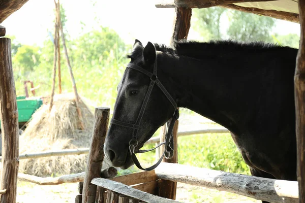 Czarny koń w stajni — Zdjęcie stockowe