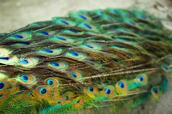 Colorful tail of peacock — Stock Photo, Image