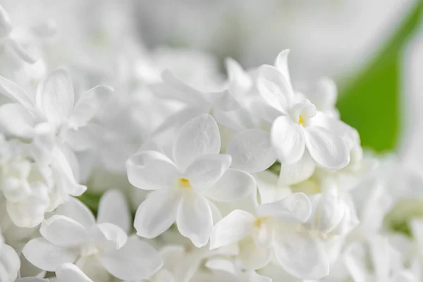 Beautiful lilac flowers — Stock Photo, Image