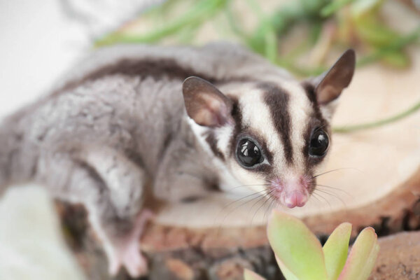 Милый сахарный глайдер
  